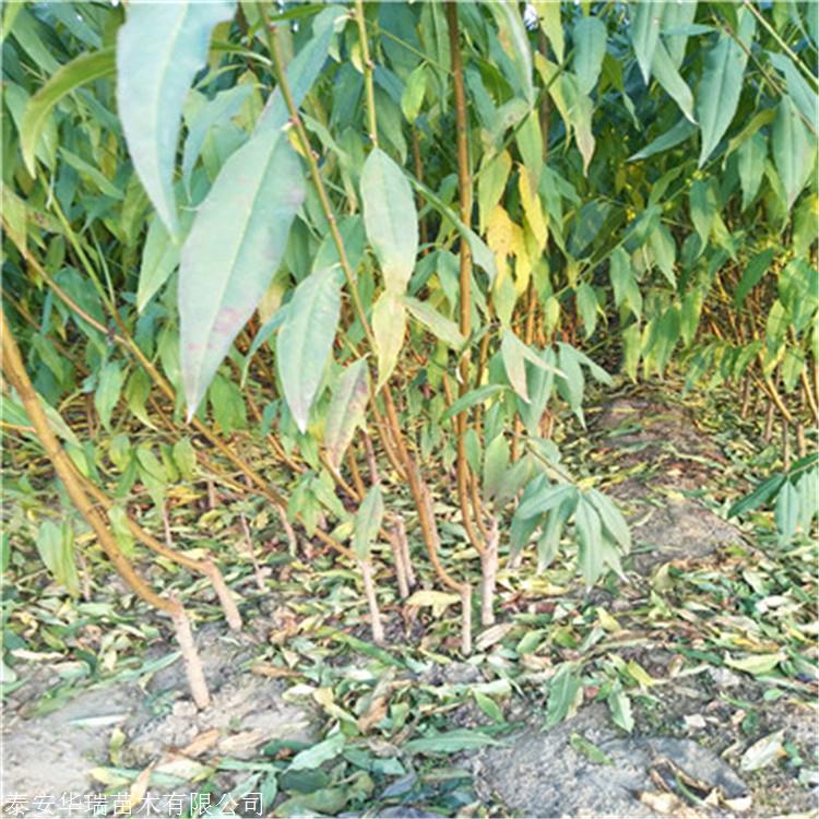 冬丰冬桃苗批发价钱 2020年山东桃树苗冬丰冬桃苗批发价钱