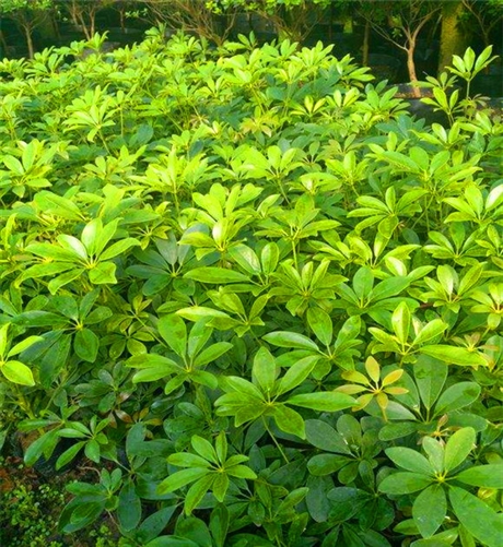 澳洲鸭脚木供应鸭脚木杯苗产地直销规格齐全