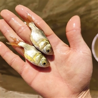 淡水缩骨花鲢鱼苗 缩骨大头鱼苗繁殖场 购鱼苗支持培育技术
