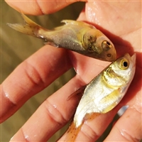 缩骨大头鱼苗 缩骨花鲢胖头鱼苗报价 生长快速鳙鱼苗供应