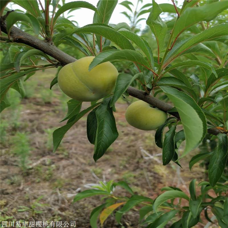 上海特晚熟李子苗