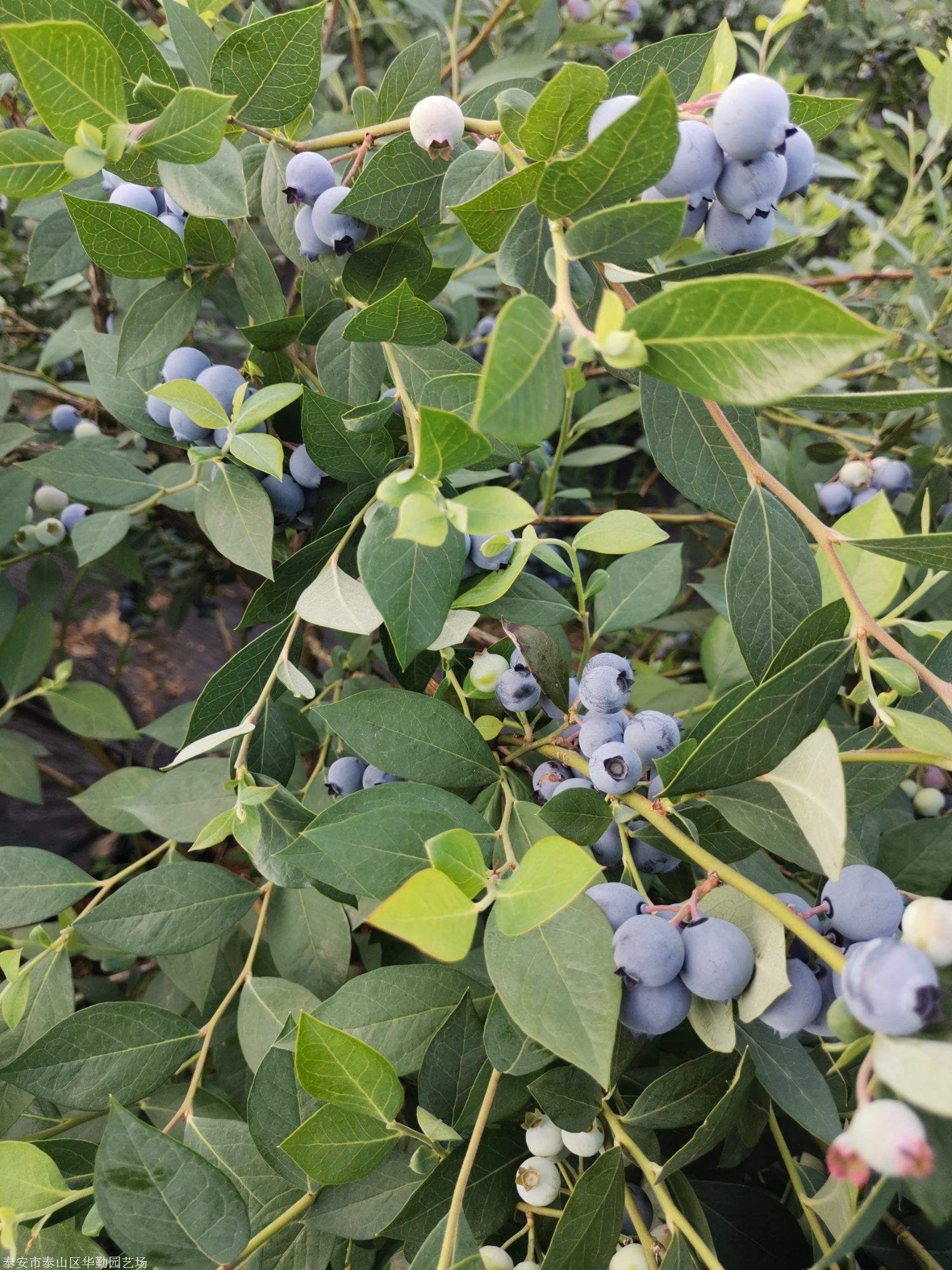 泰安二年生薄雾蓝莓苗成熟季节基地常年供应三年生薄雾蓝莓苗