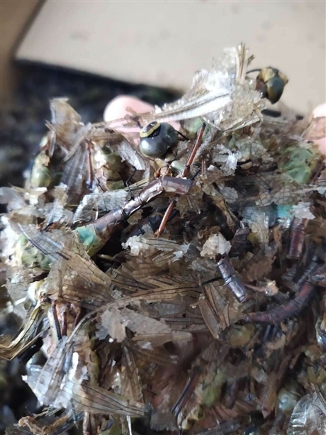 蜻蜓价格   蜻蜓产地