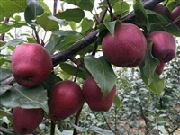 泰安全红梨树苗介绍