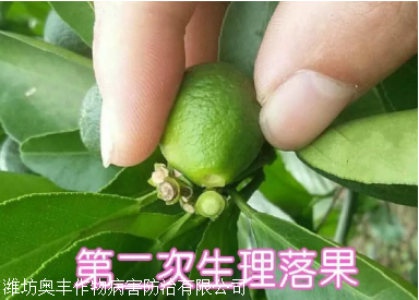 生理落果期如何提高座果率中药农药杀菌剂靓果安厂家批发