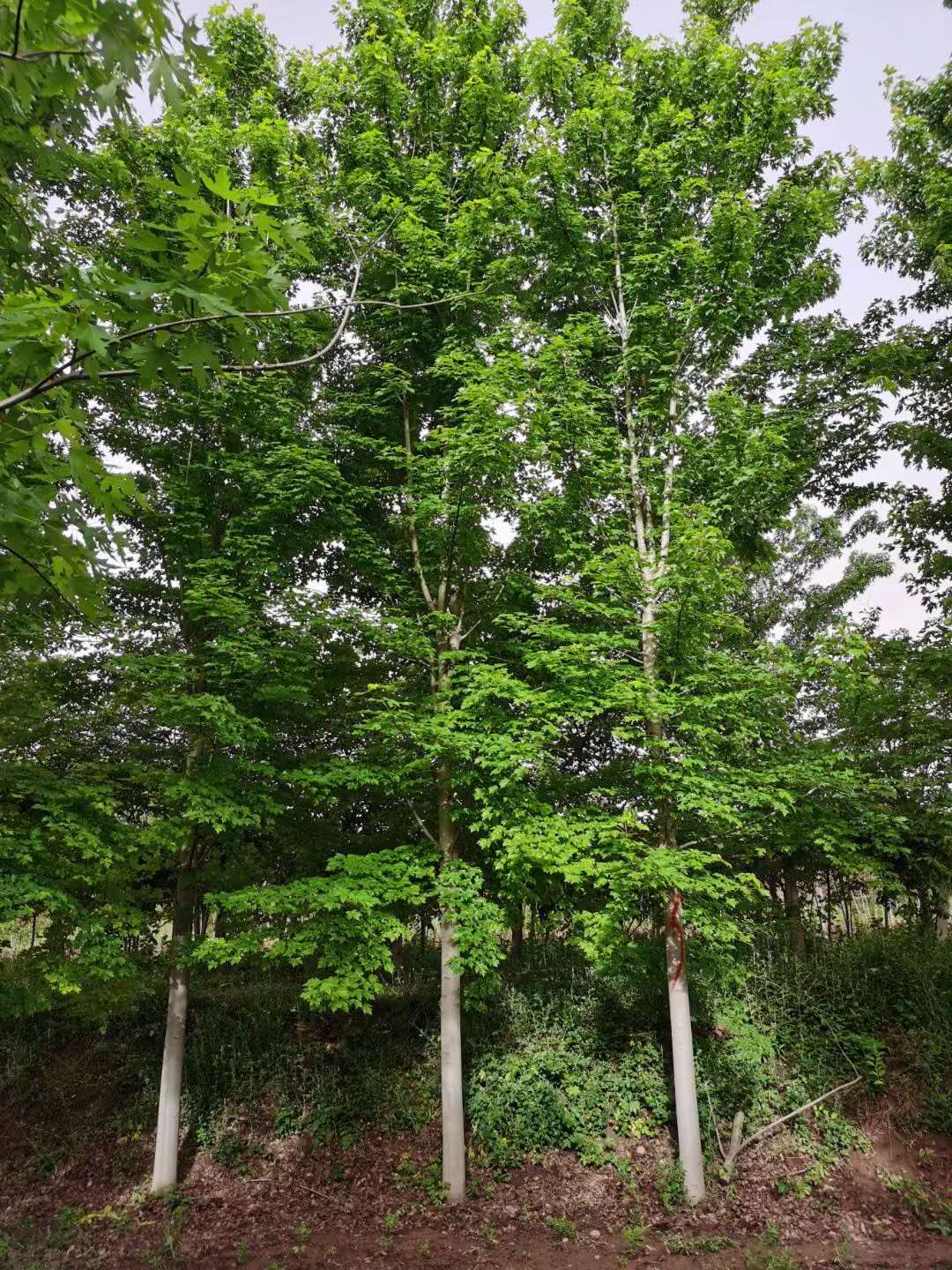 银白槭银白槭种植基地在哪里