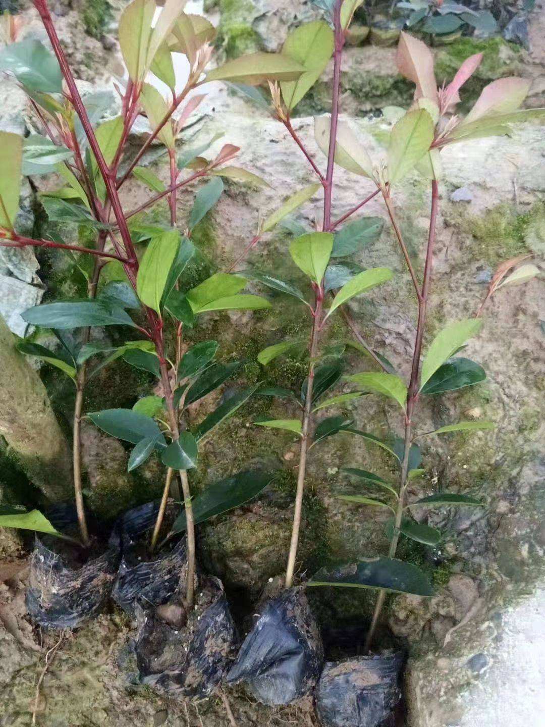 大量供应红叶石楠大杯苗