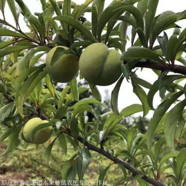 雲南李子苗雲南李子苗價格李子苗哪裡有賣