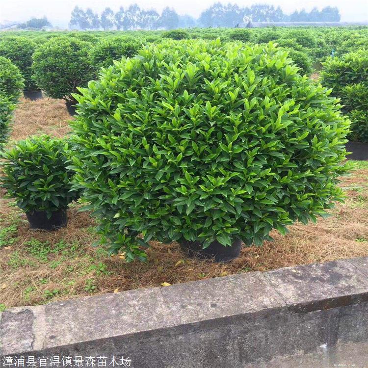 非洲茉莉小苗 非洲茉莉球批發 景觀花卉園林綠化苗木供應