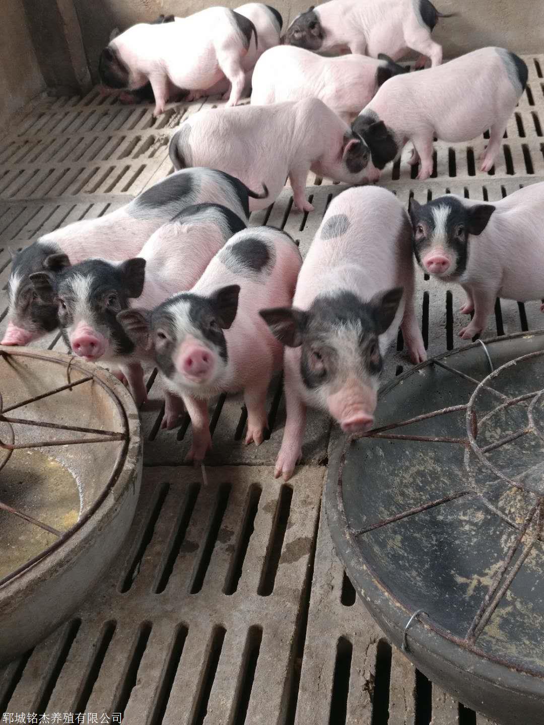 巴马香猪养殖场有什么要求