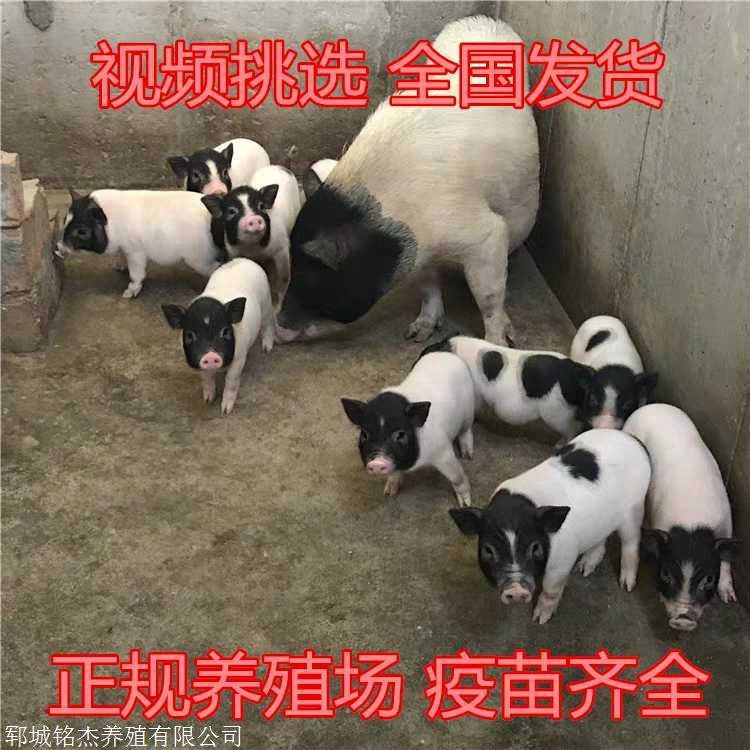 黑龙江双鸭山巴马香猪批发价格多少钱