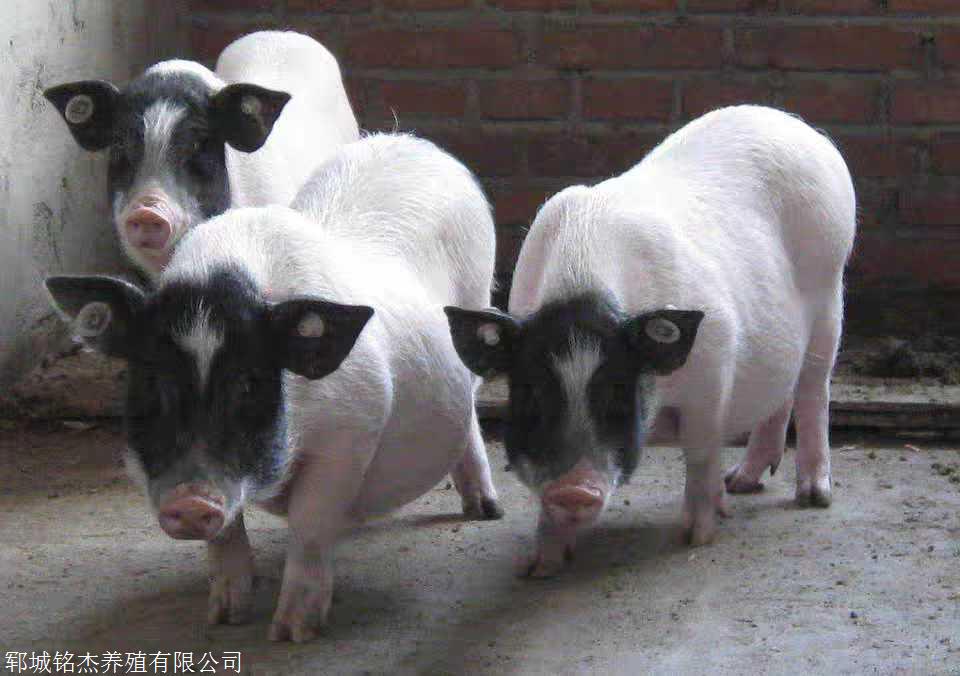 广西桂林巴马香猪养殖场
