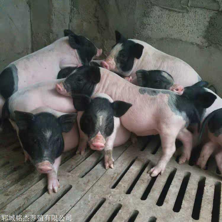 巴马香猪图片养殖基地