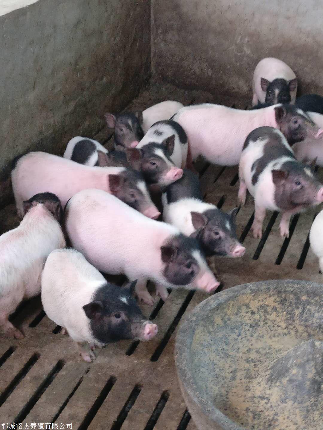 巴马香猪饲养技术