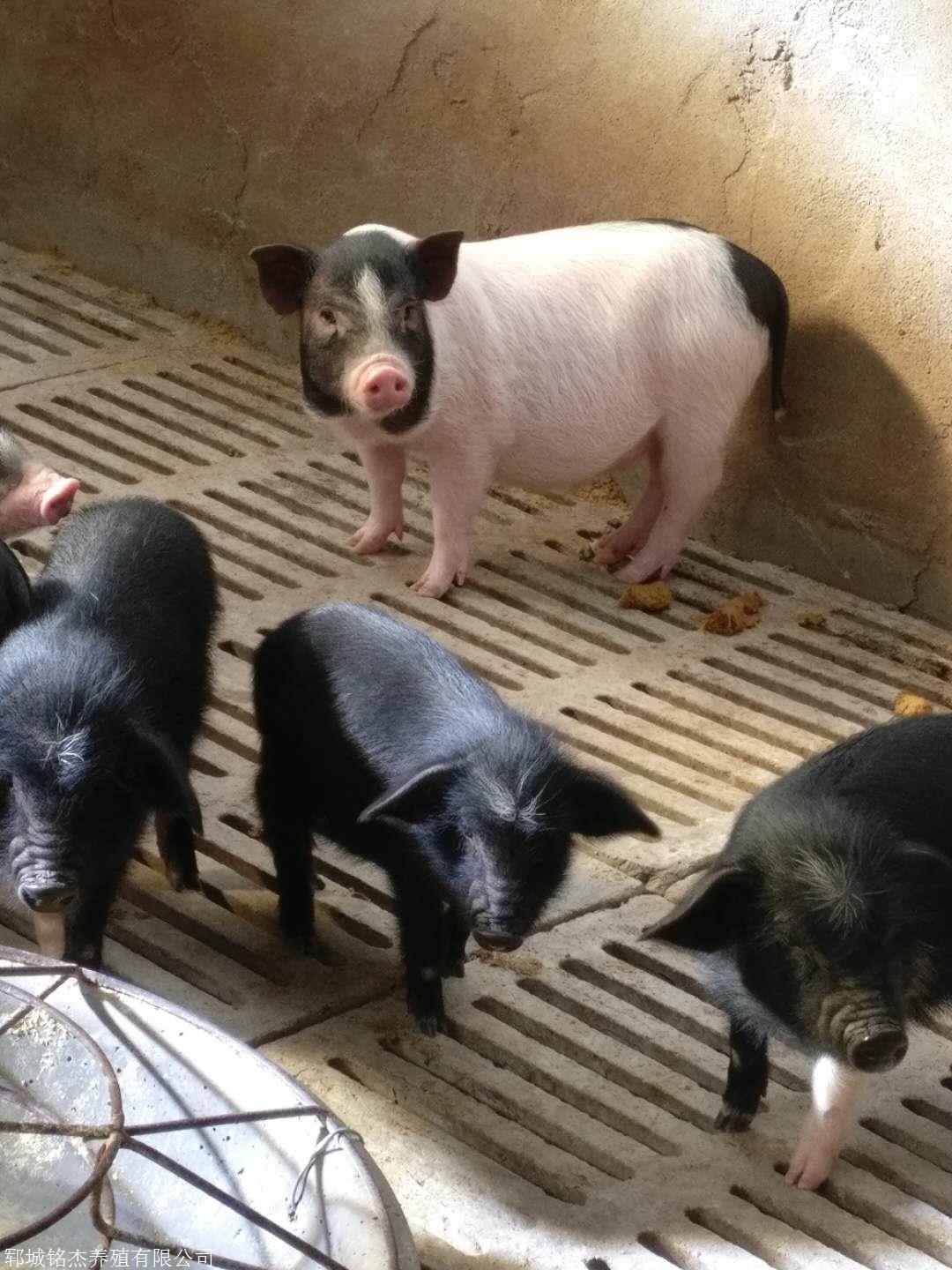 青海海东藏香猪种猪一头价格多少钱