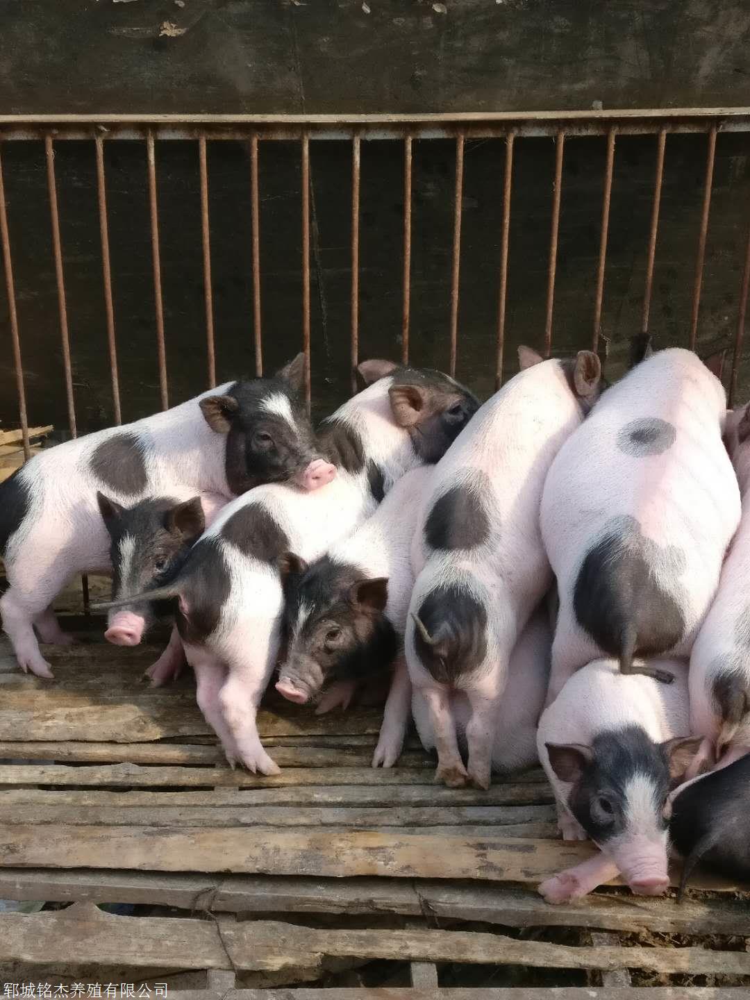 广西巴马香猪生长时期