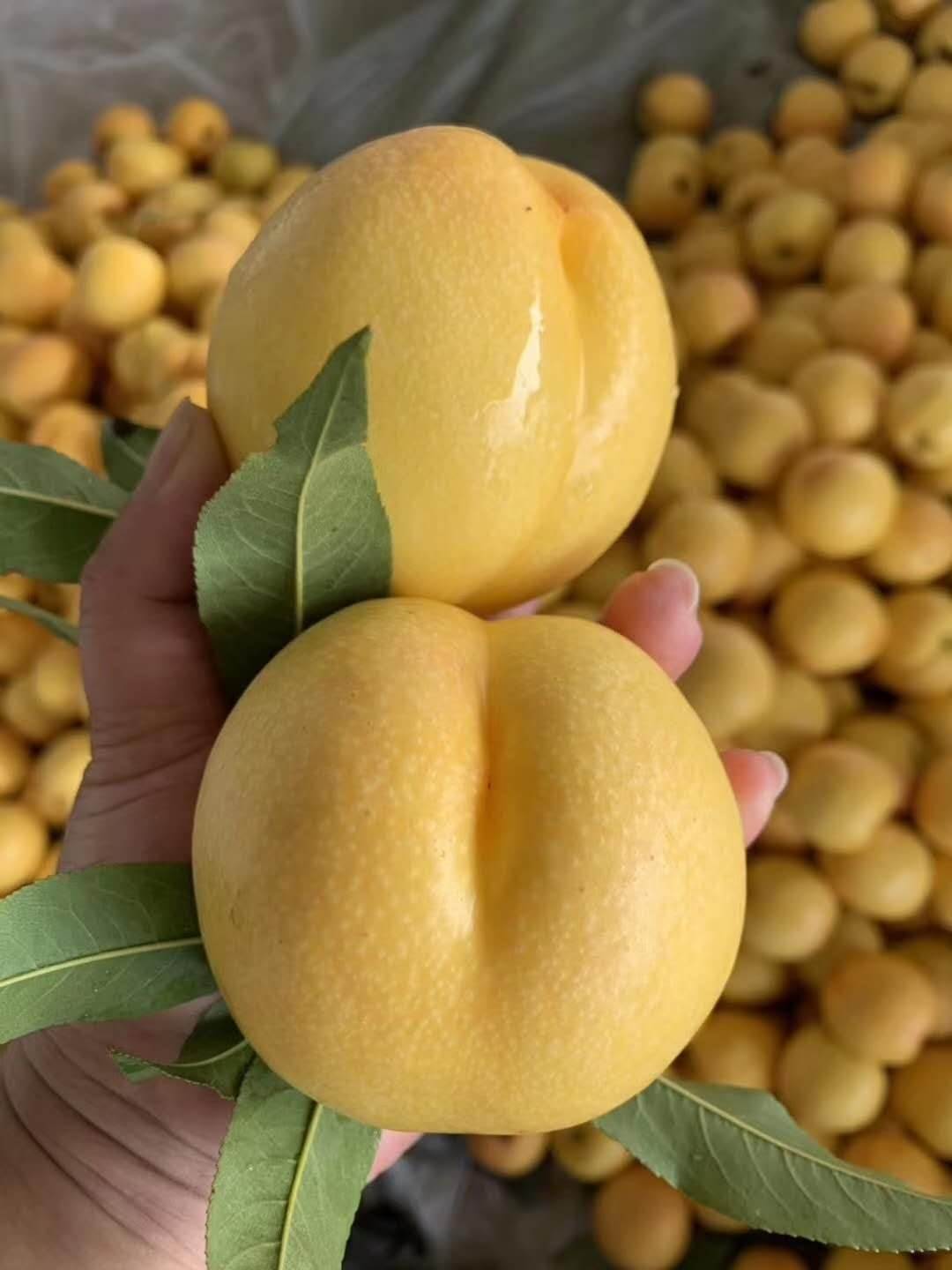 中油27号桃苗价格中油27号桃苗品种介绍