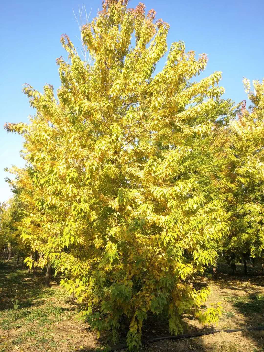 丛生银白槭,树冠卵形至圆形 成熟的树干上的树皮灰色