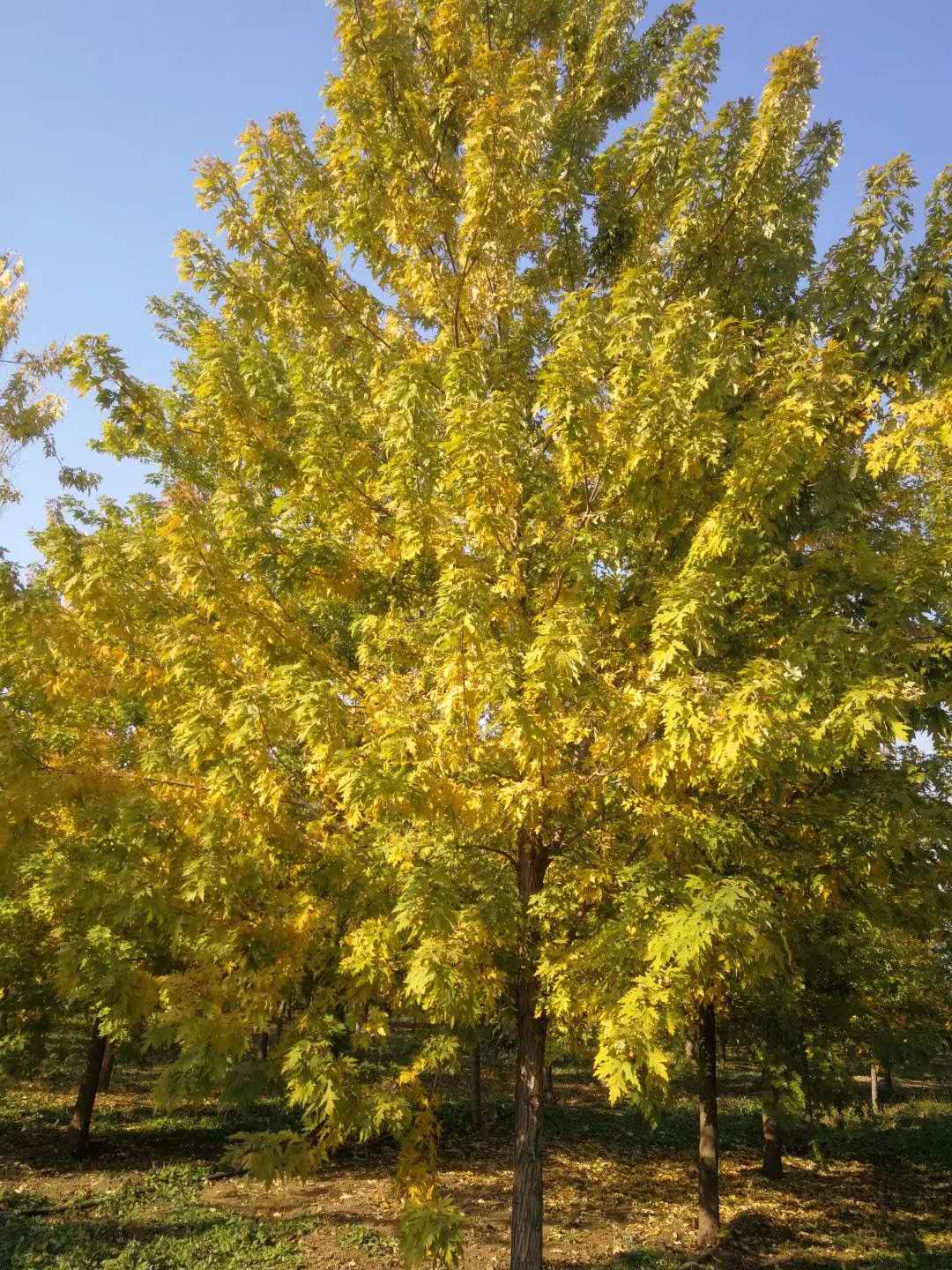 丛生银白槭,树冠卵形至圆形 成熟的树干上的树皮灰色