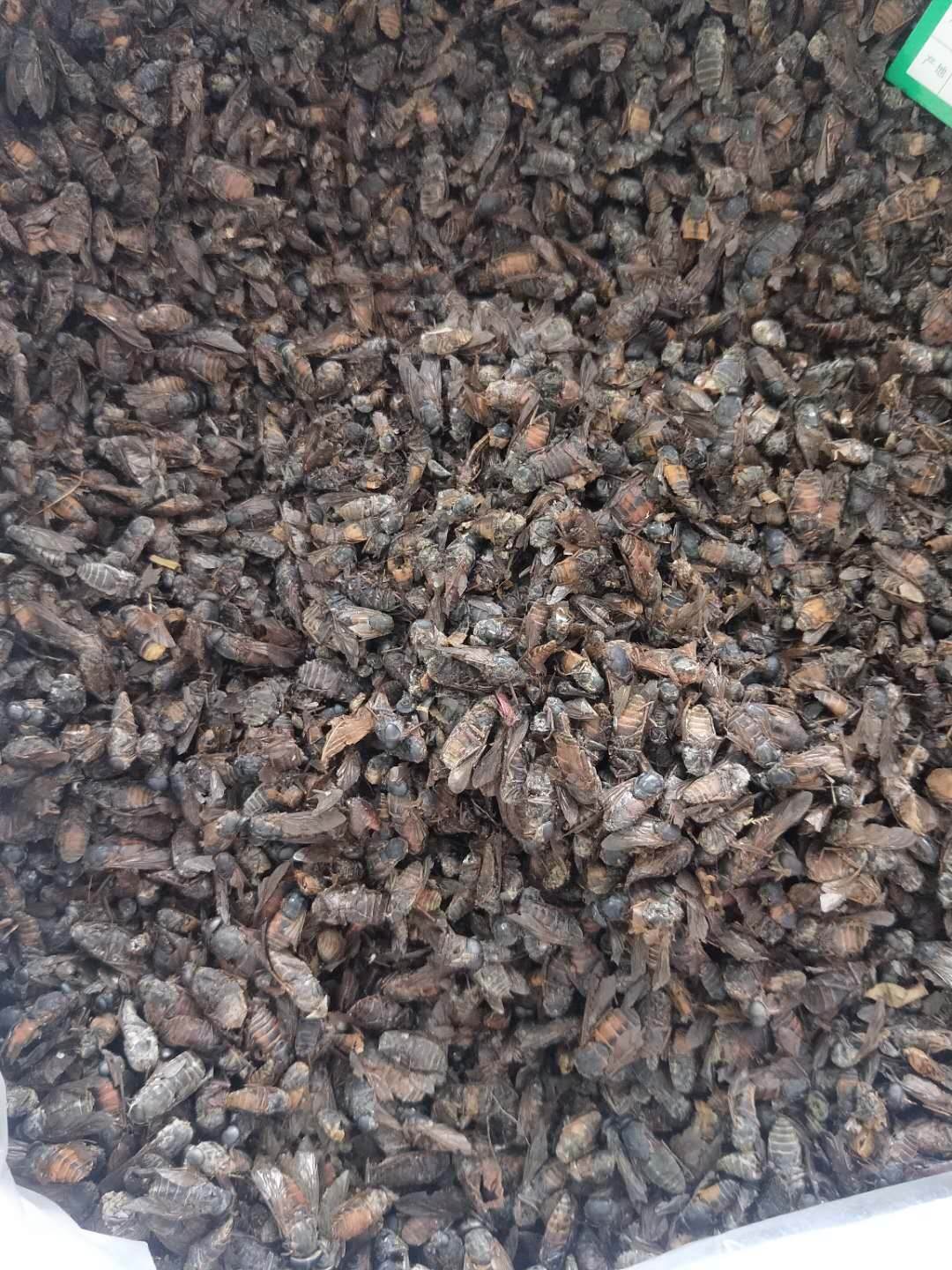 中药材批发铁棒锤