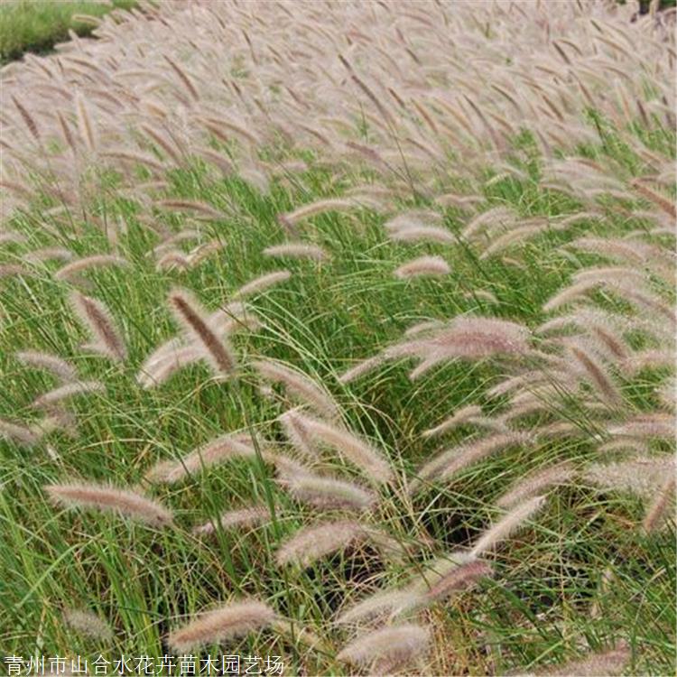 山东草花种植基地 山合水花卉 丛生狼尾草苗 自家苗圃种植销售