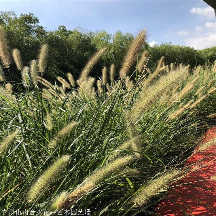 观赏草批发基地 山合水花卉 小兔子狼尾草价格 多年生草本植物