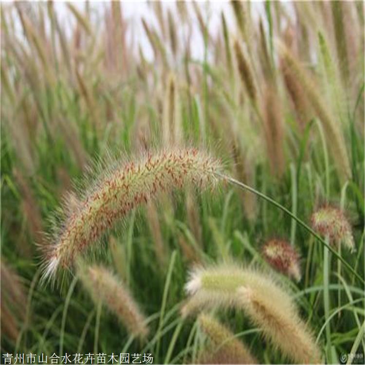 山东草花种植基地 山合水花卉 丛生狼尾草苗 自家苗圃种植销售