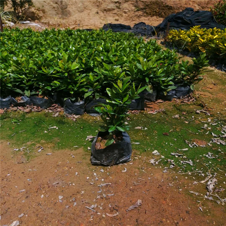 小叶龙船花袋苗杯苗 福建基地直销 大量批发地被苗
