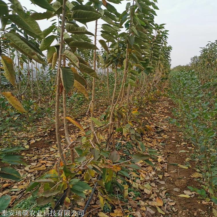 齐早樱桃苗成品苗