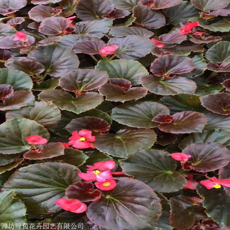 海棠花厂家 四季玻璃海棠 时令草花基地