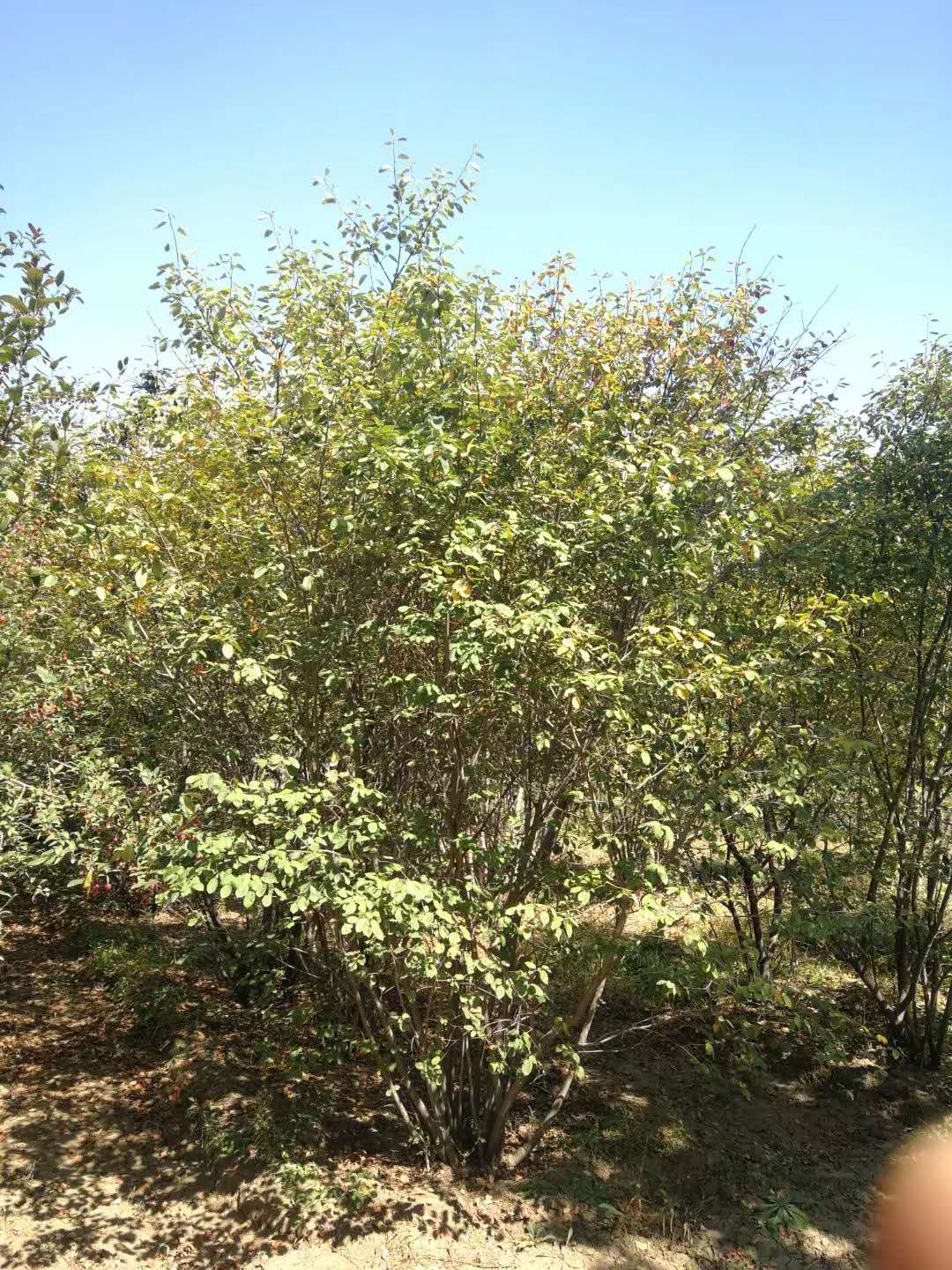 加拿大唐棣加拿大唐棣种植基地山东加拿大唐棣