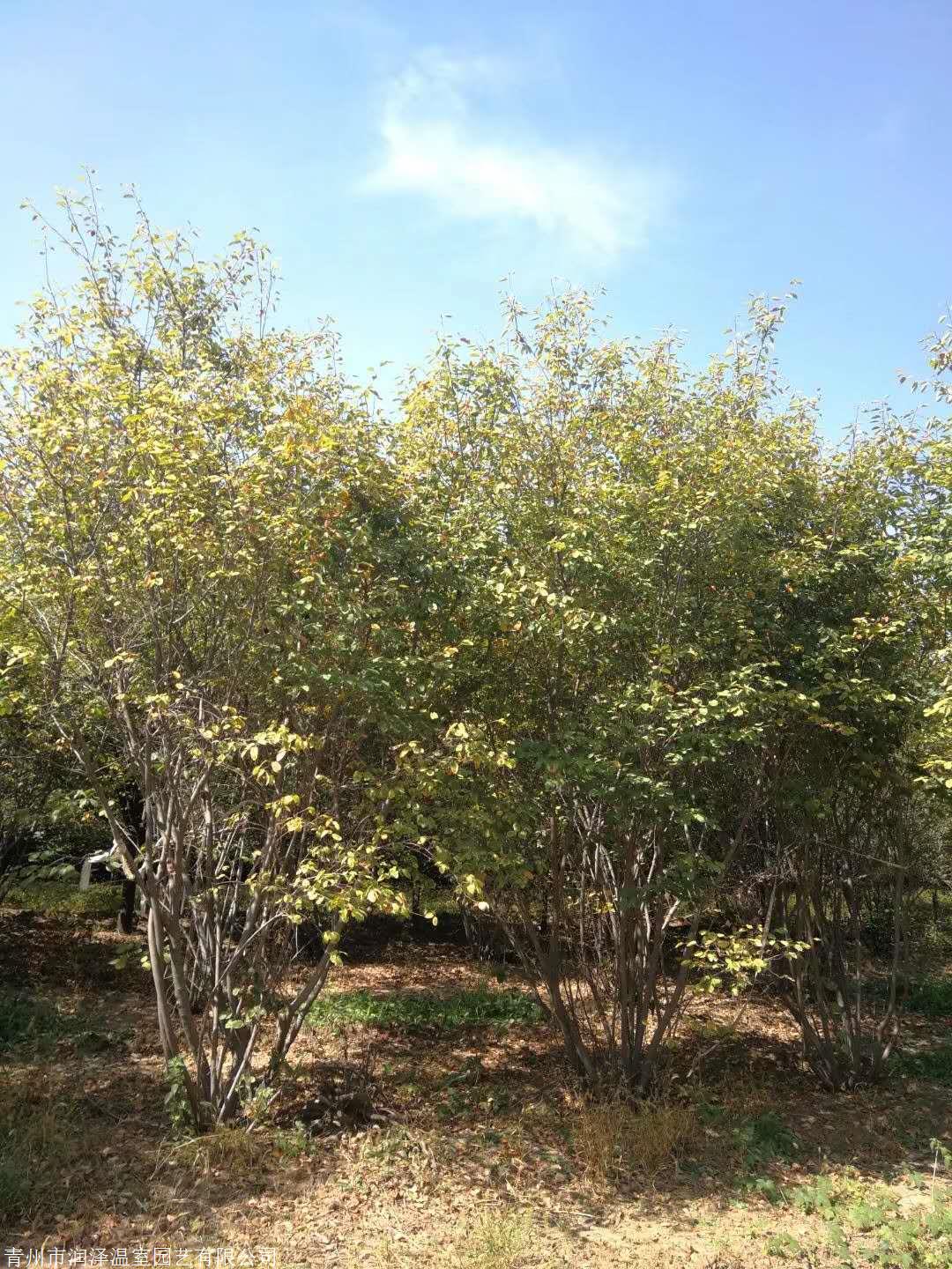 加拿大唐棣加拿大唐棣种植基地山东加拿大唐棣