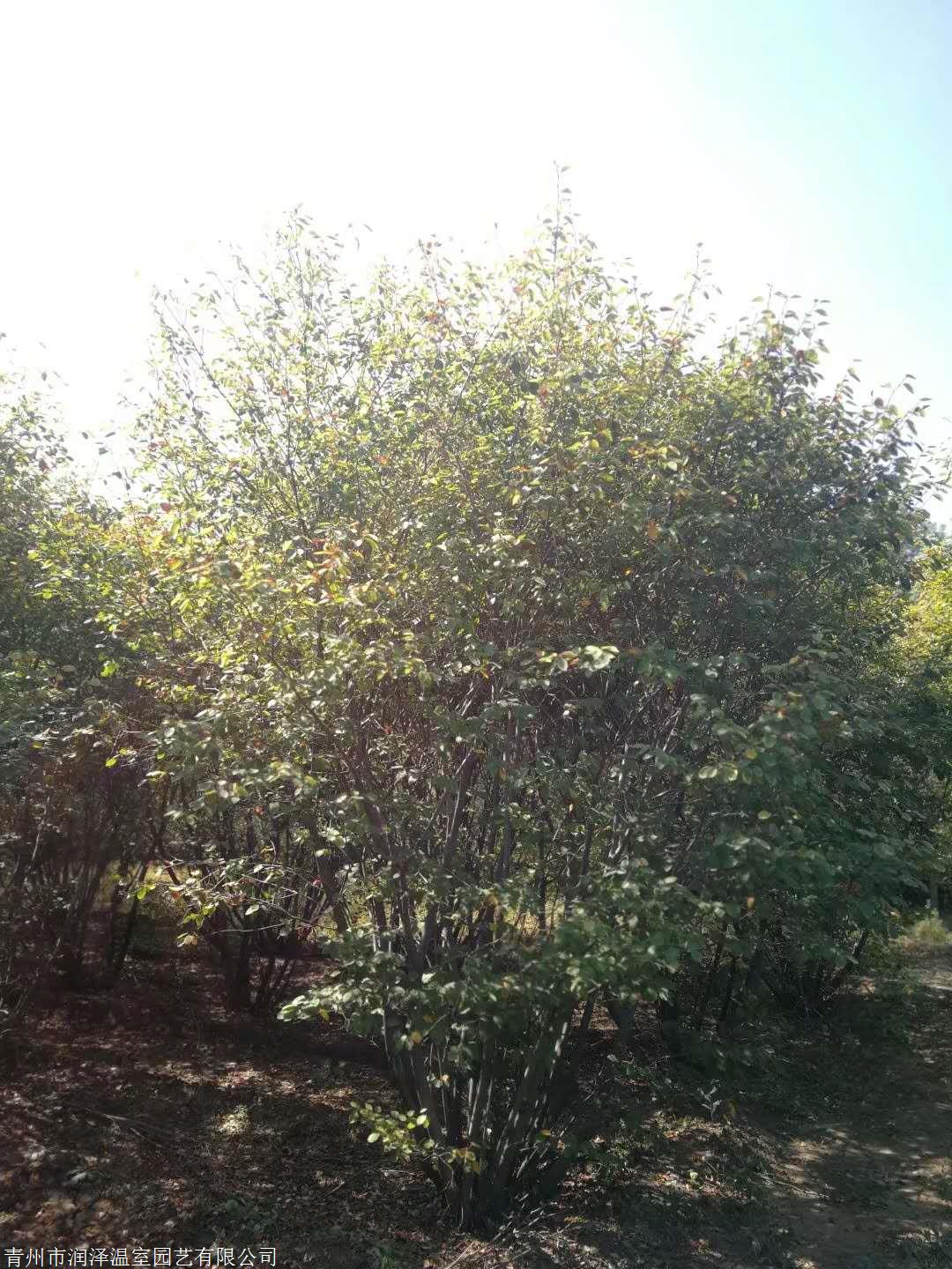 加拿大唐棣加拿大唐棣种植基地山东加拿大唐棣