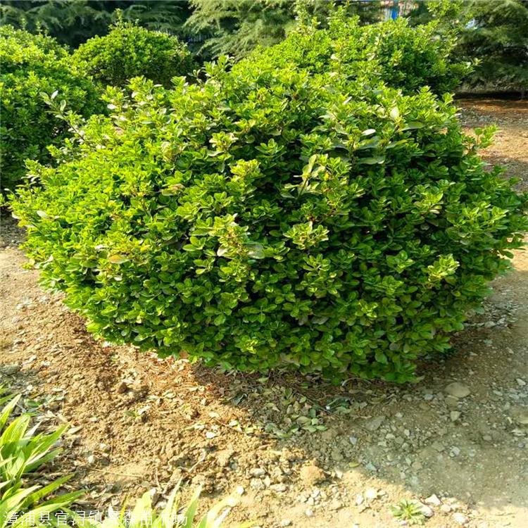 米兰球地栽苗 米兰球盆栽 米兰球型灌木庭院绿化