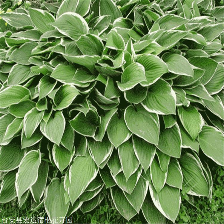 法兰西玉簪苗 宏运花卉 白边型玉簪 宿根玉簪花卉 价优