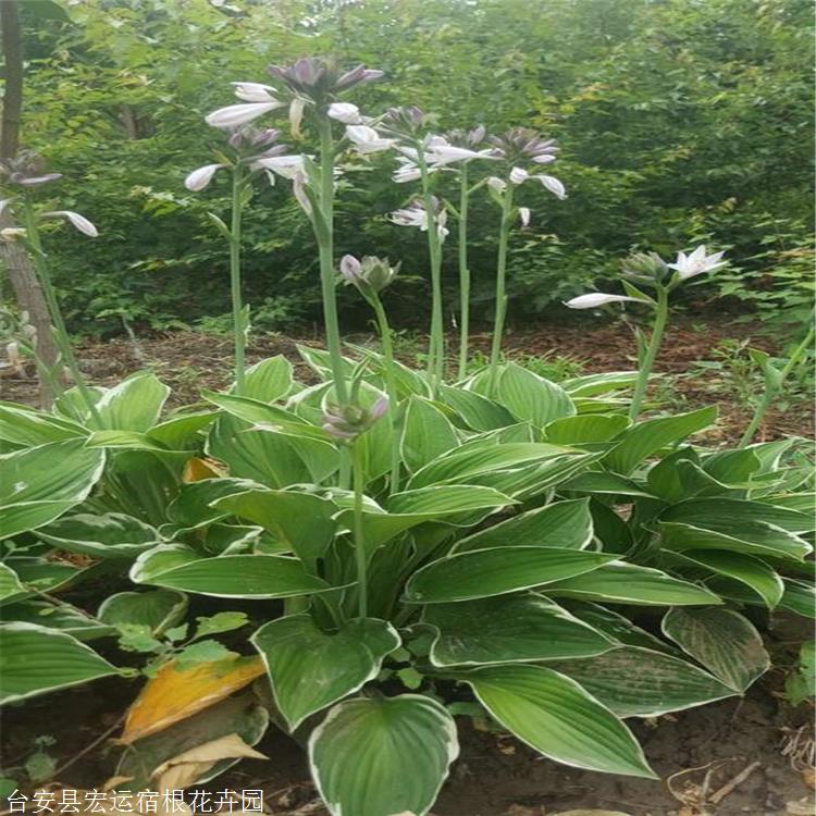 法兰西玉簪苗 宏运花卉 白边型玉簪 宿根玉簪花卉 价优