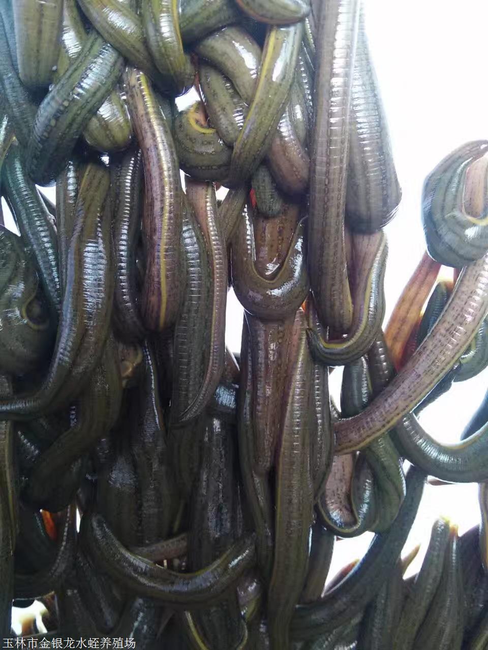 蚂蝗苗蚂蝗种苗多少钱蚂蝗幼苗批发