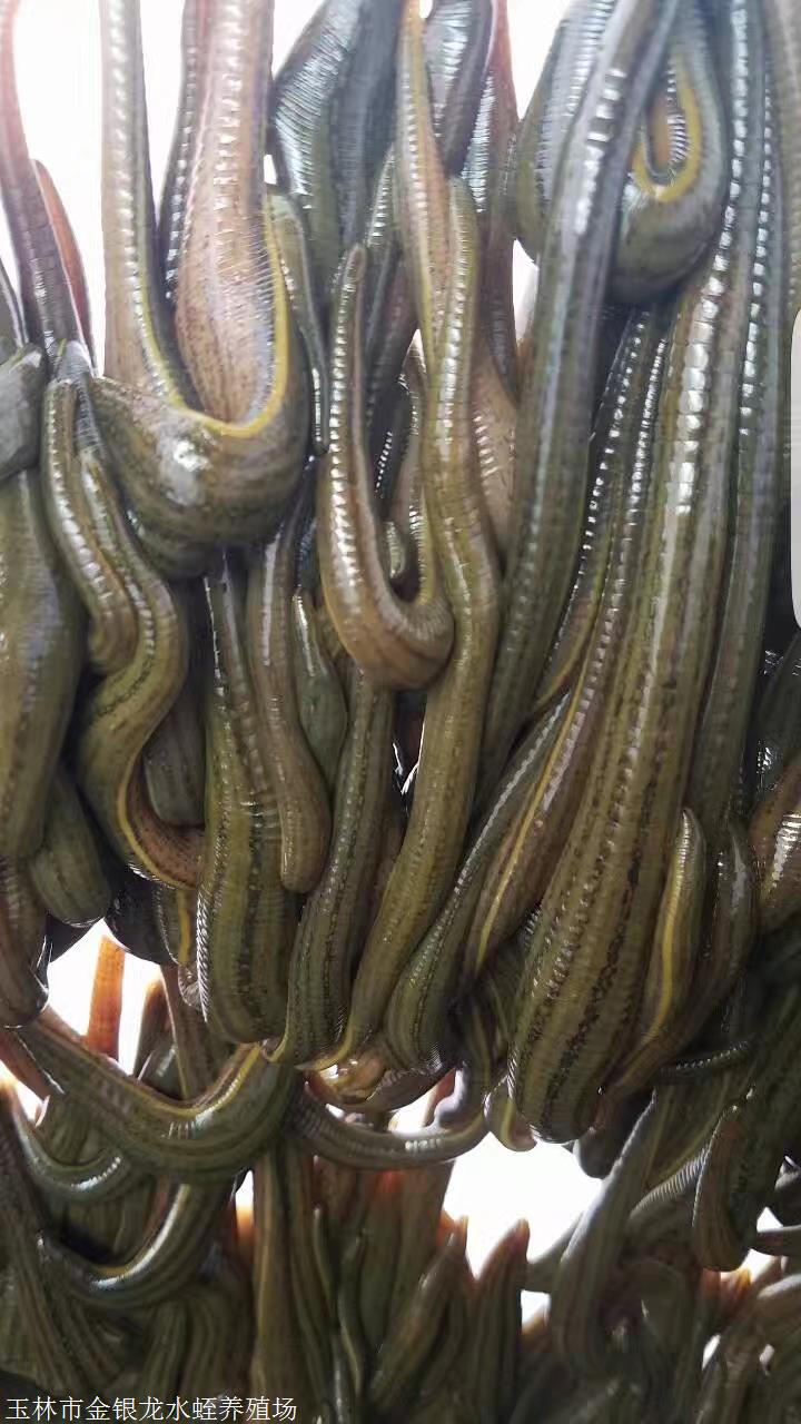 水蛭,宽体水蛭,金钱水蛭