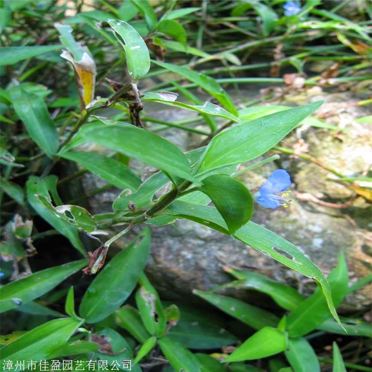 鸭舌草袋苗紫叶鸭舌草自家苗圃出售