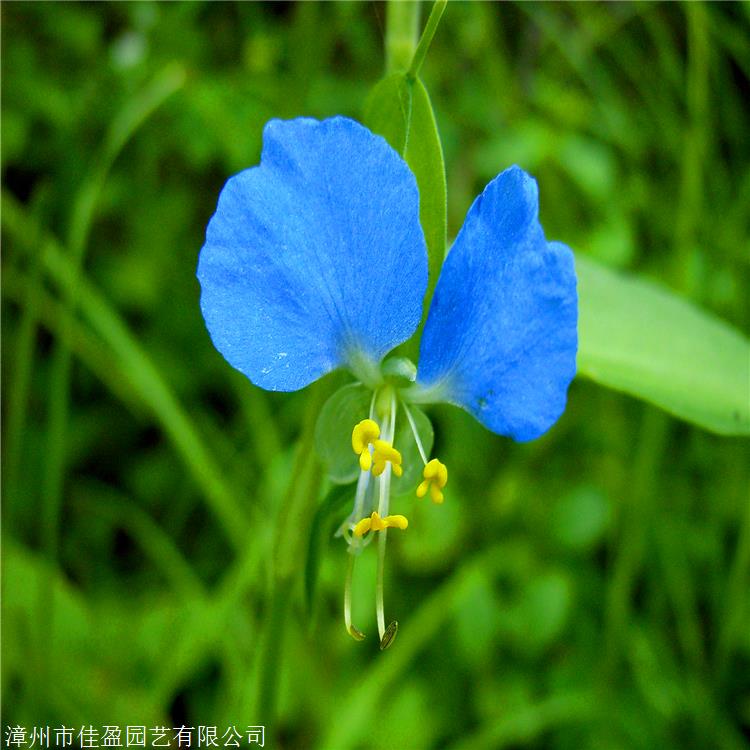 鴨舌草小苗 鴨舌草廠家 福基地批發 規格齊全