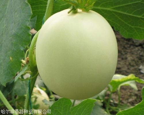 景路麻瓜一号网纹甜瓜种子批发耐热