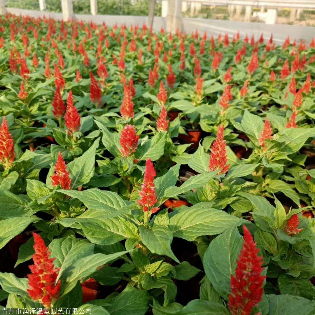 鸡冠花青州一支笔鸡冠花青州鸡冠花基地