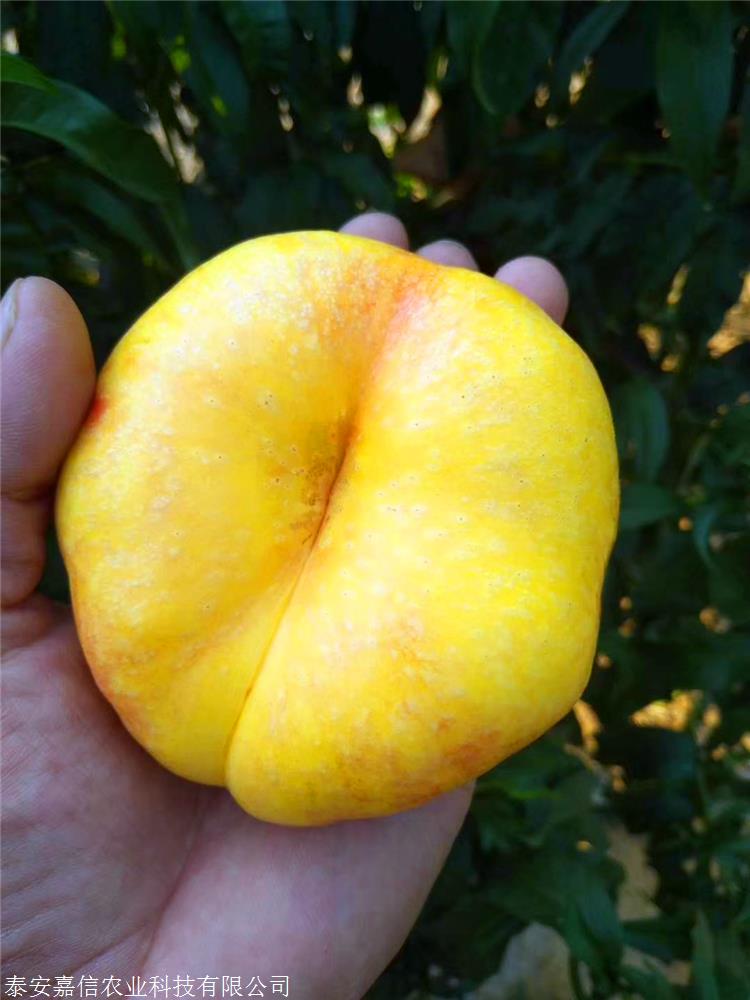 中油蟠9号油蟠桃苗中油蟠9号油蟠桃苗介绍