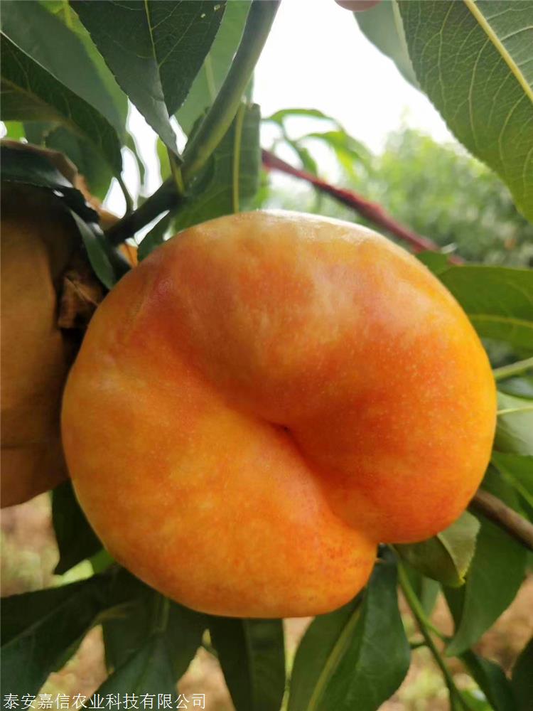 中油蟠7号桃树苗中油蟠7号桃树苗怎么样