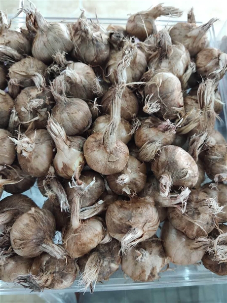 【灯盏花的价格    灯盏花的功效】价格,厂家,农作物种子种苗