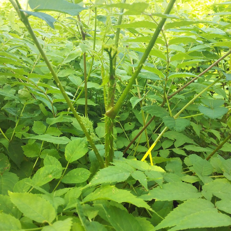 刺老芽苗 瑞林苗圃 辽宁葫芦岛市刺老芽苗种植 山野菜小苗
