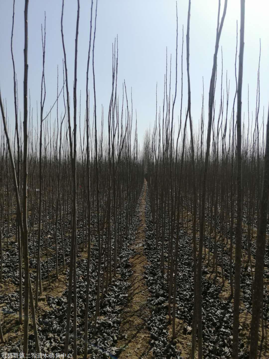 楊樹苗繁育基地 九江楊樹苗基地