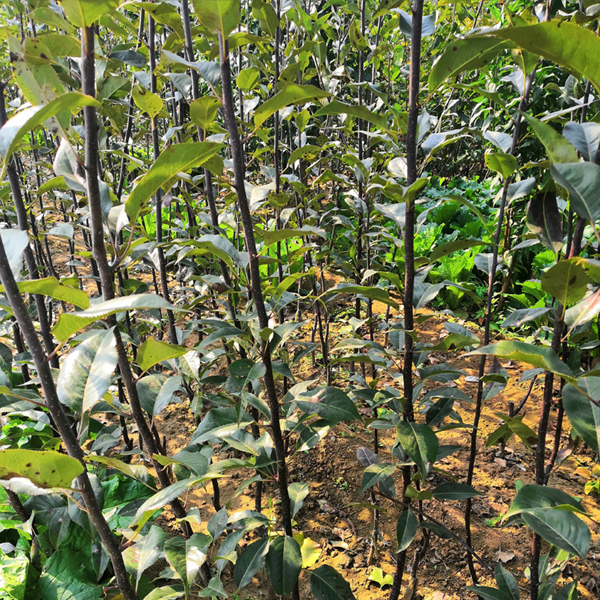 山东梨树苗基地 红梨树苗批发及价格