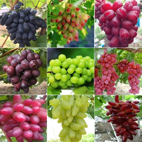 东方明珠葡萄品种介绍图片