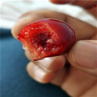 玛瑙红樱桃苗品种正宗 2年生大樱桃树苗种类繁多